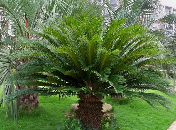 ������ô��