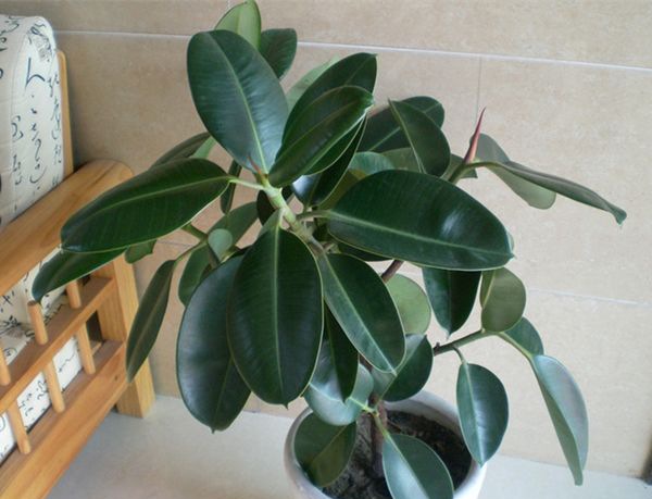 ��Ƥ����ô��