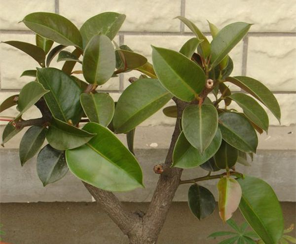 ��Ƥ����ô��