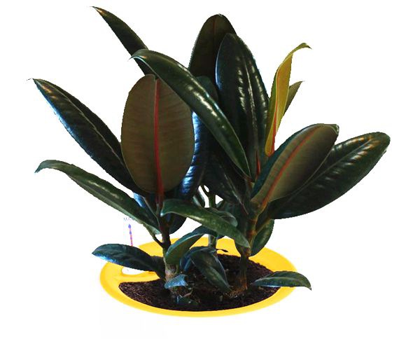 ��Ƥ����ô��