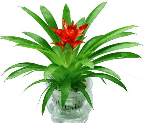 ���˵�ͷ����ô��