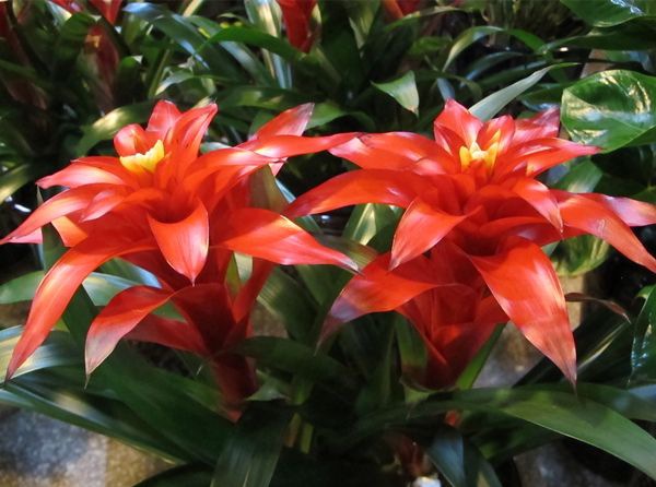 ���˵�ͷ����ô��