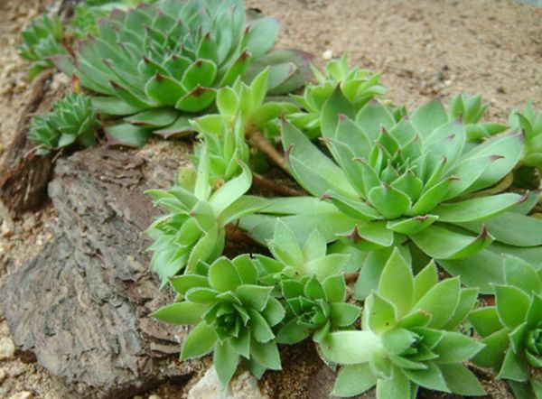 ��������ô��