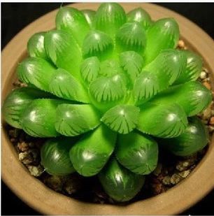 ����ֲ��