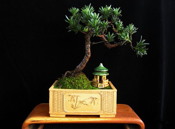 �޺�����ô��