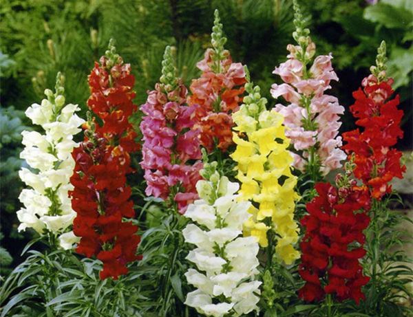 �������ô��