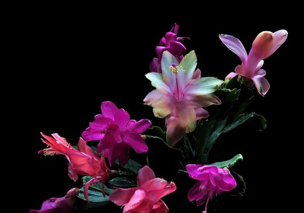 зצ����ô��