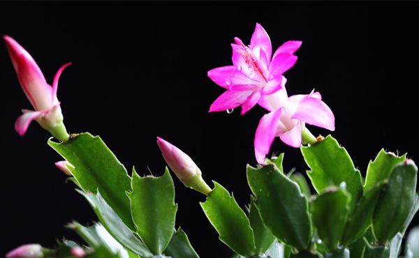 зצ����ô��