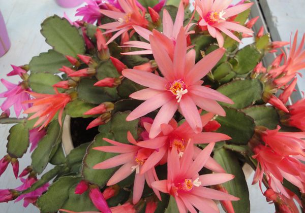 зצ����ô��