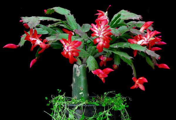 зצ����ô��