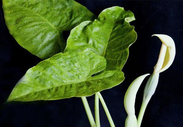 ��ˮ������ô��