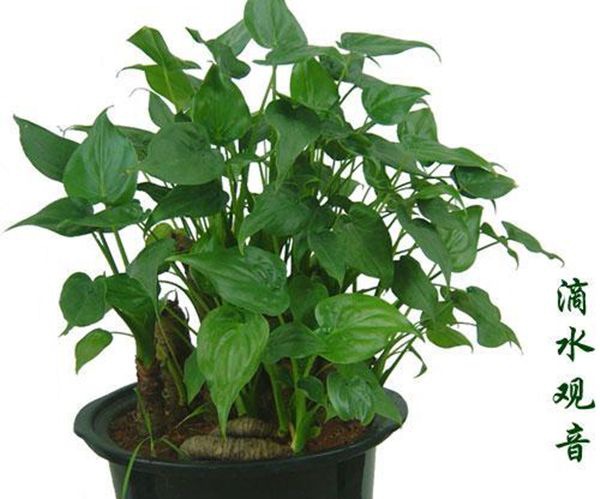 ��ˮ������ô��